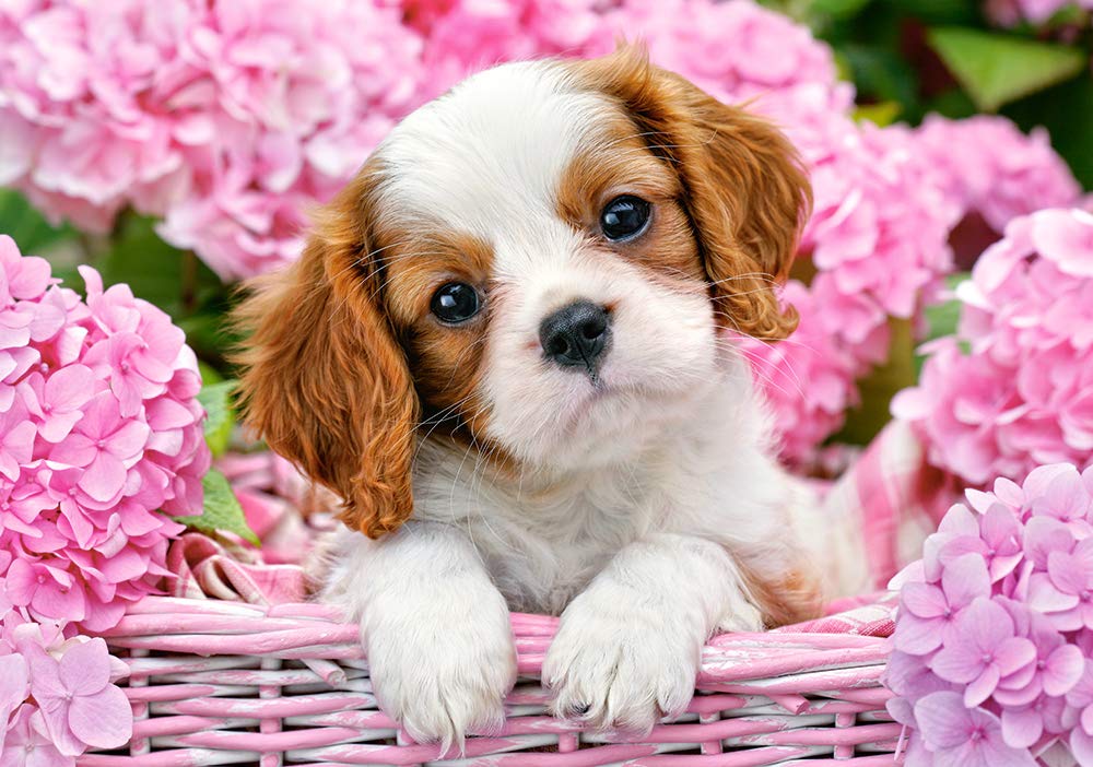 Castorland Puzzle 500 Pieces, Pup in Pink Flowers - В-52233
