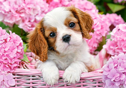 Castorland Puzzle 500 Pieces, Pup in Pink Flowers - В-52233