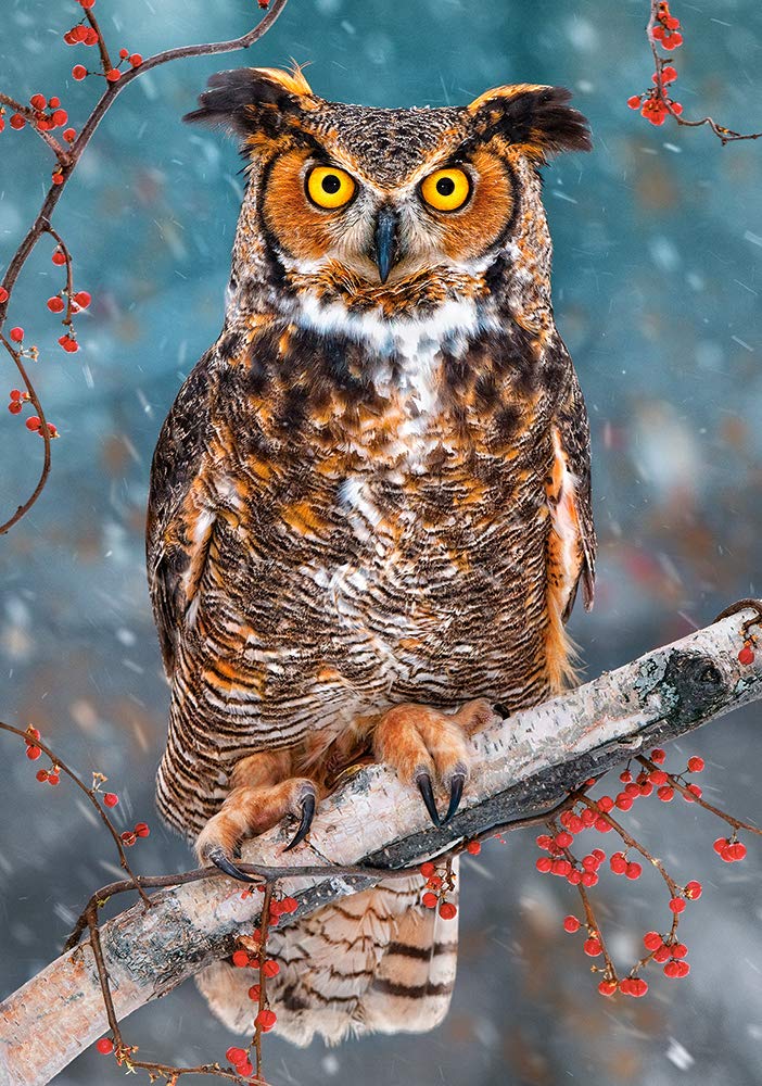Castorland Puzzle 500 Pieces, Great Horned Owl - В-52387