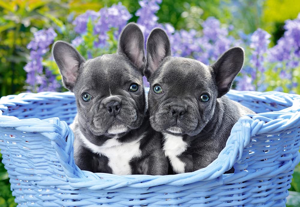 Castorland CSC104246 1000 pc - French Bulldog Puppies Jigsaw Puzzle, Multicolour